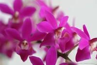 Orchideen mit Zoomobjektiv 2