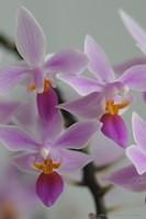 Orchideen mit Zoomobjektiv 4