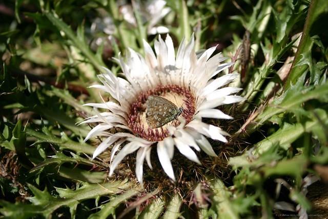 Silberdistel mit Schmetterling