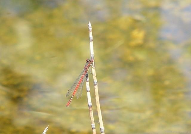 rote Libelle