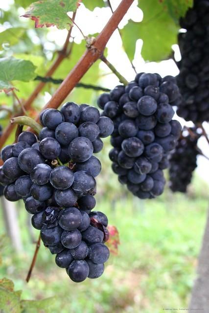 rote Trauben